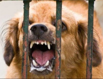 на территории Шумячского района в д. Снегиревка зарегистрирован лабораторно подтвержденный случай бешенства среди домашних животных (собака) - фото - 1