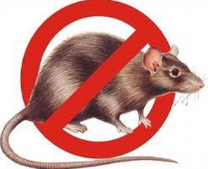 борьба с грызунами в весенний период - фото - 1